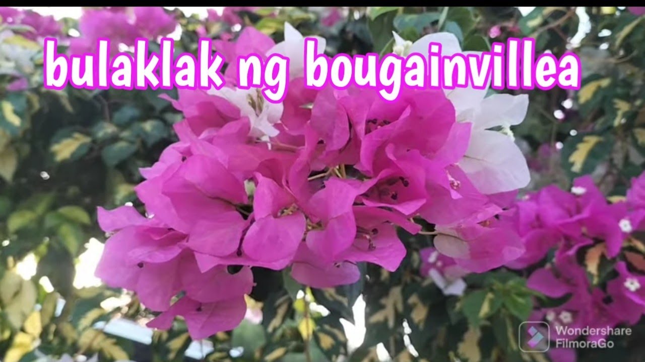 pagkakaiba sa bulaklak ng bougainvillea na splash, mr & mrs, thimma, and wajid ali shah
