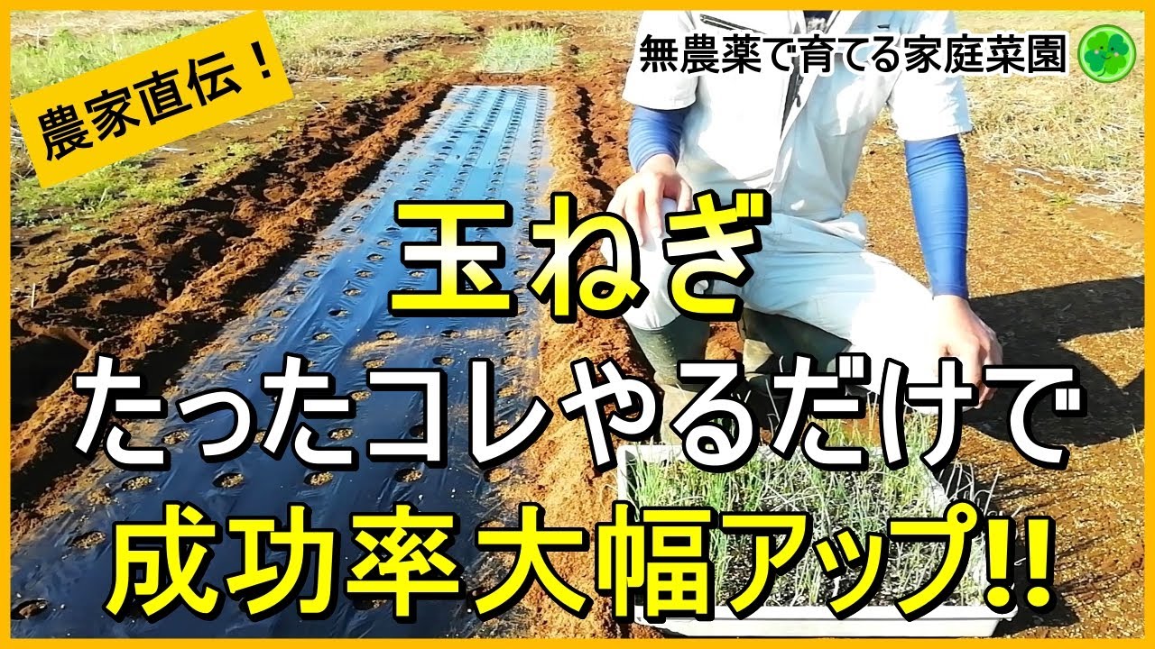 【玉ねぎ栽培】うまく根付かせるには植え方が重要です【有機農家直伝！無農薬で育てる家庭菜園】　24/11/2
