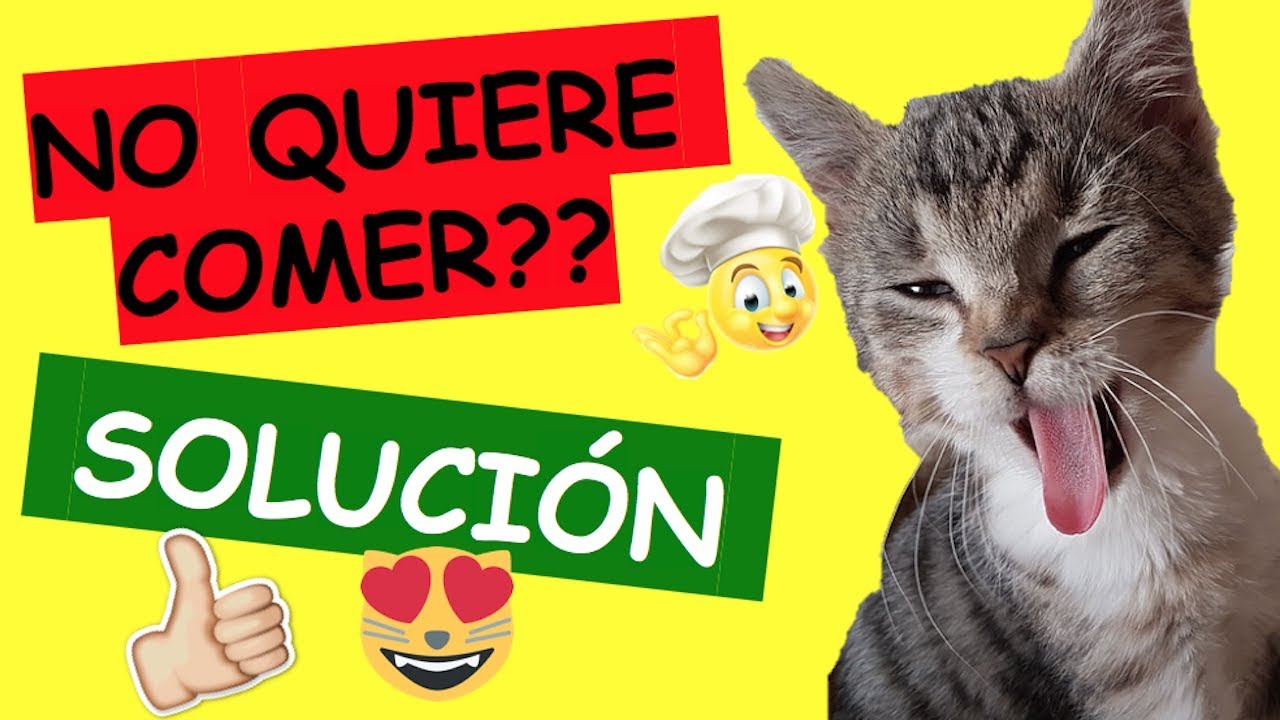 MI GATO ESTA TRISTE Y NO QUIERE COMER