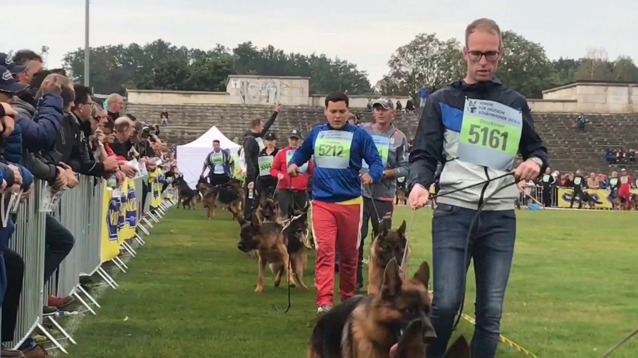 Top young male at the 2019 Seiger Show handled by on of Australia’s top handlers Jess Lynch