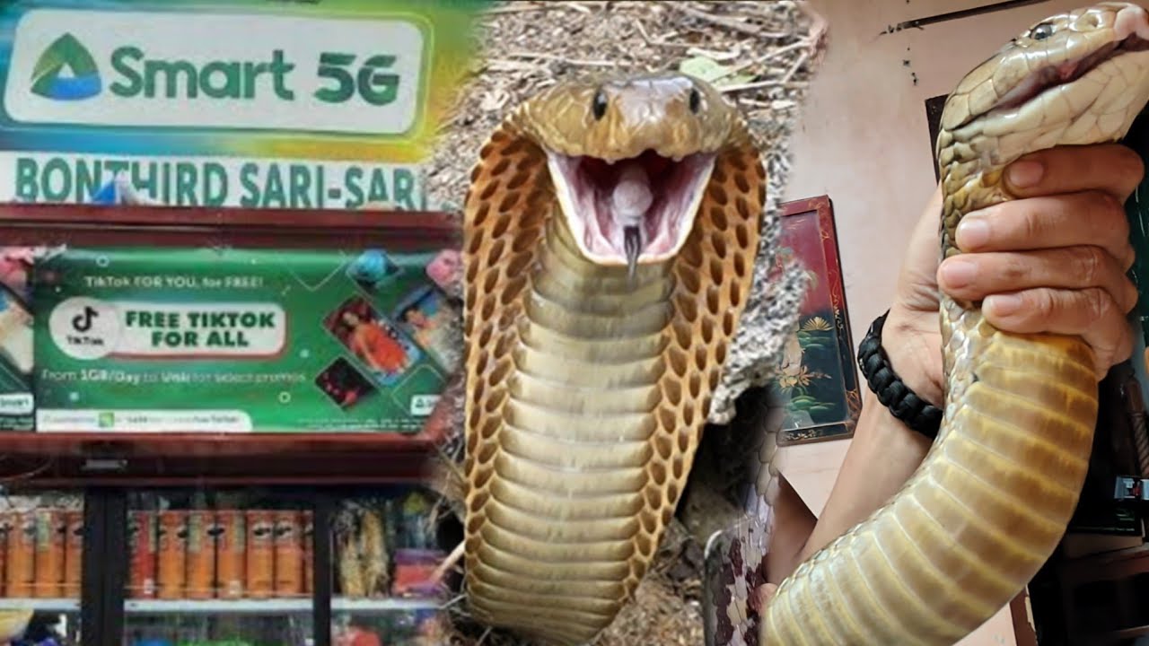 TINDAHAN PINASOK NG MATAPANG NA COBRA