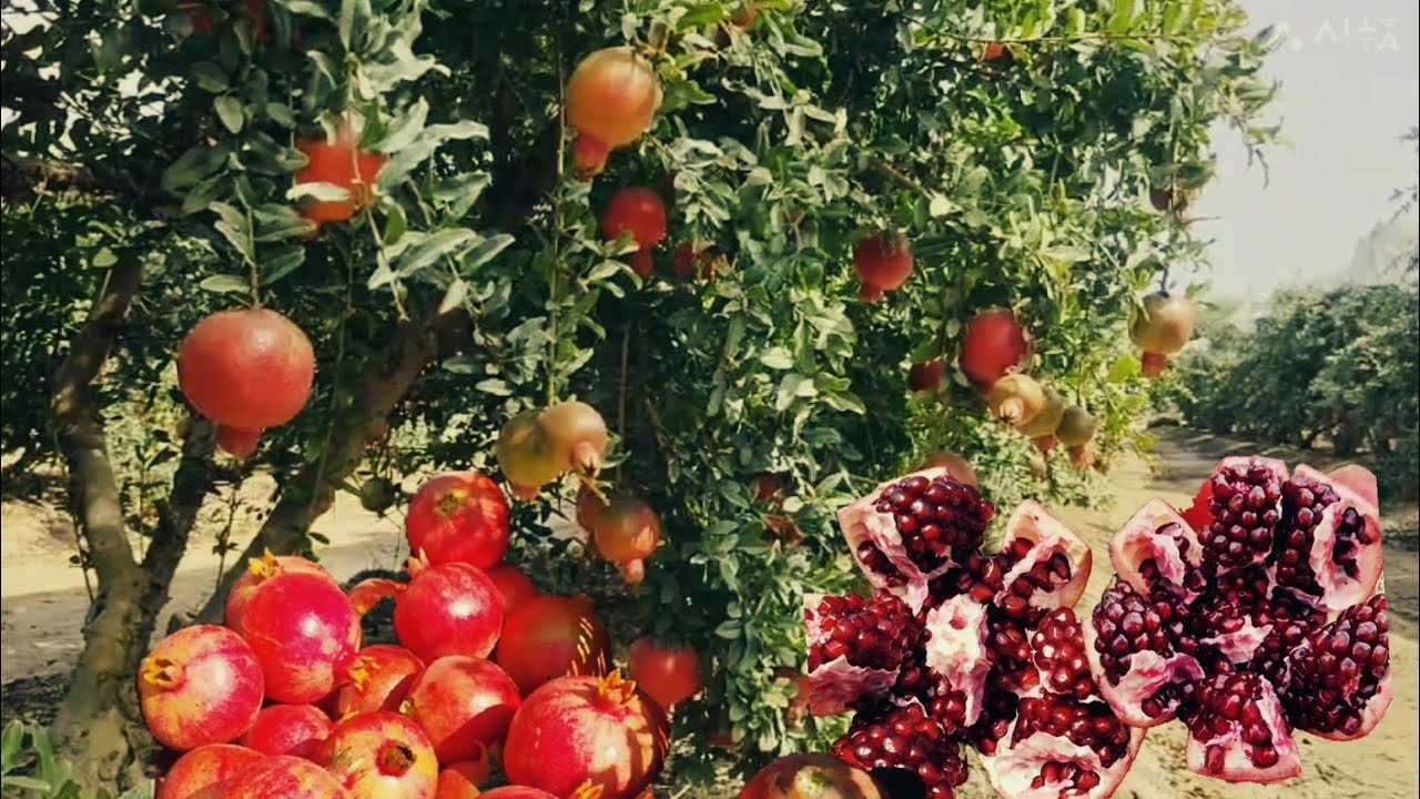 Harvesting pomegranate 😋😋lmy farm l my channel l✨farm girl 