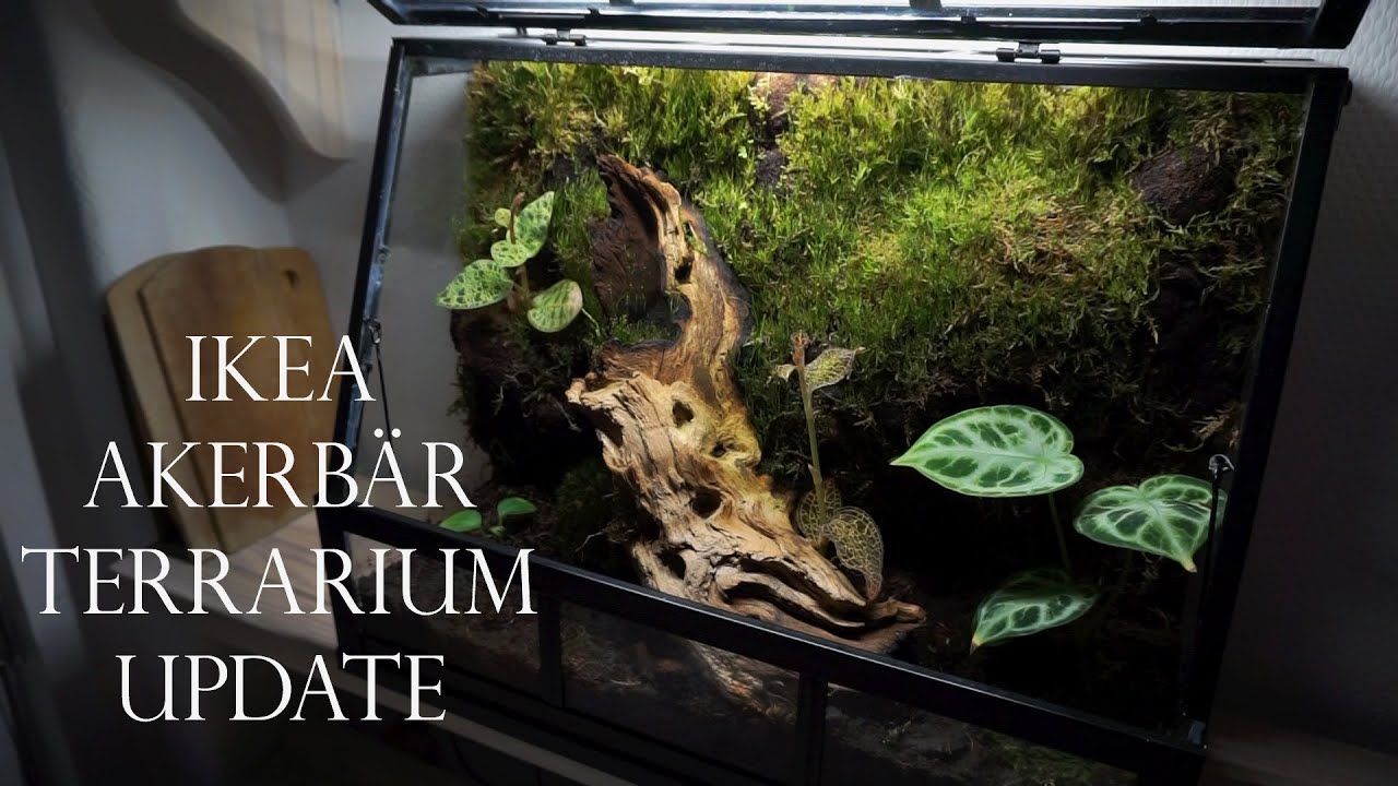 Ikea Akerbär terrarium | Four month update.