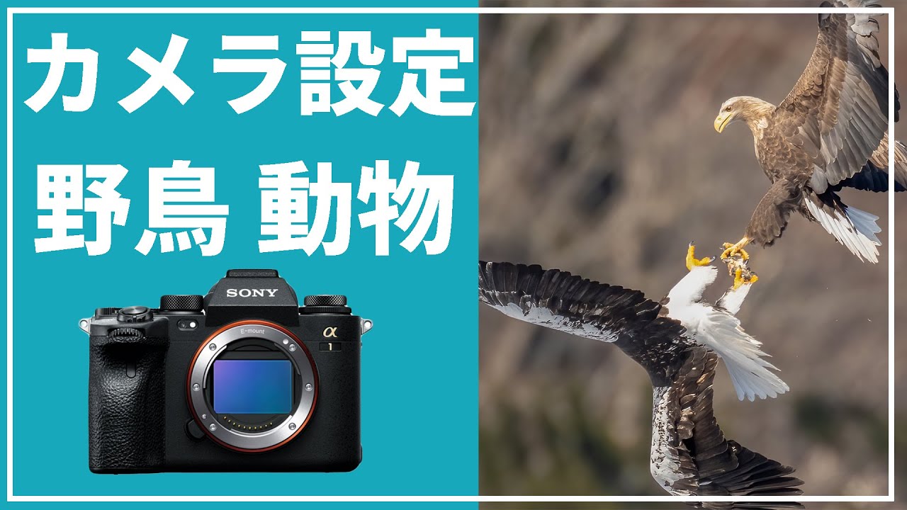 【動物】SONYカメラのカスタムキー設定【野鳥】被写体のピント合わせで失敗しない方法とは？