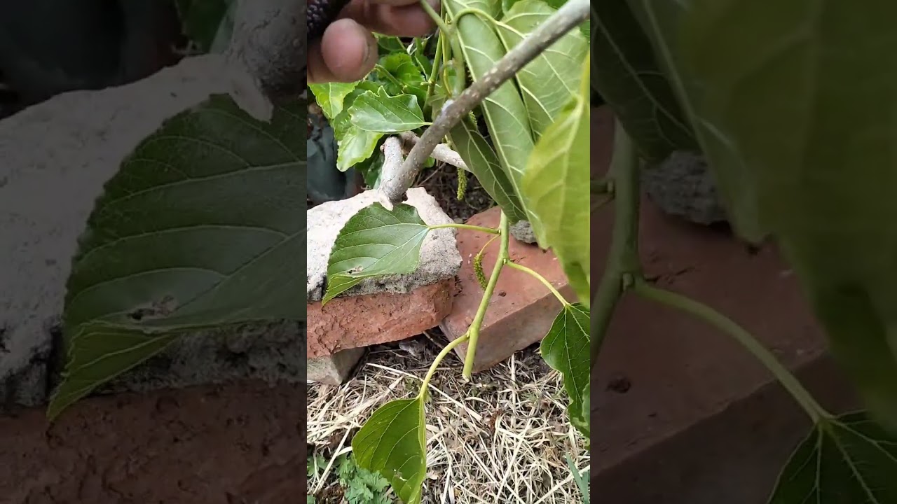 гималайская шелковица + пакистанская белая (сахарапур)