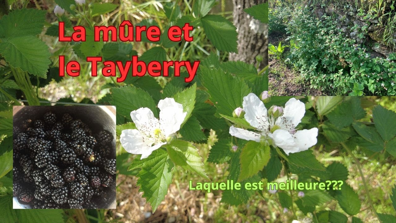 La Mûre et le Tayberry
