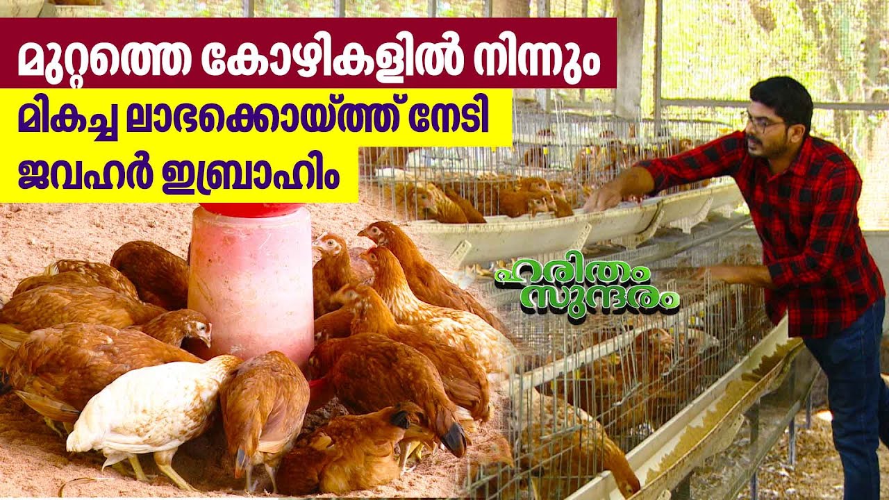 പാലക്കാട് കൊണ്ടാട്ട് അൻസിസ് ഫാമിന്റെ വിശേഷങ്ങൾ അറിയാം | Anzi's Farm | Haritham Sundaram EP 454
