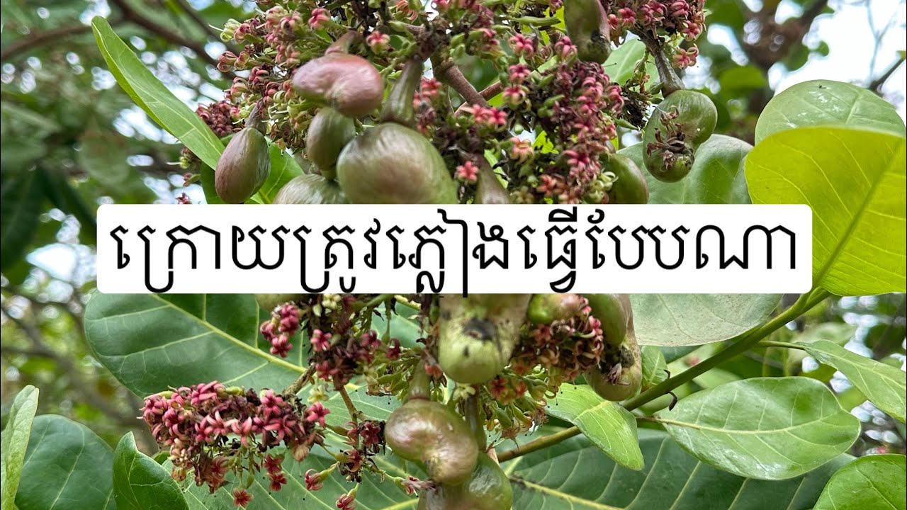 តើពេលភ្លៀងមានកត្តាអ្វីខ្លះមិនអោយ ស្វិតក្ដឹបនិងក្រាមផ្កា ។