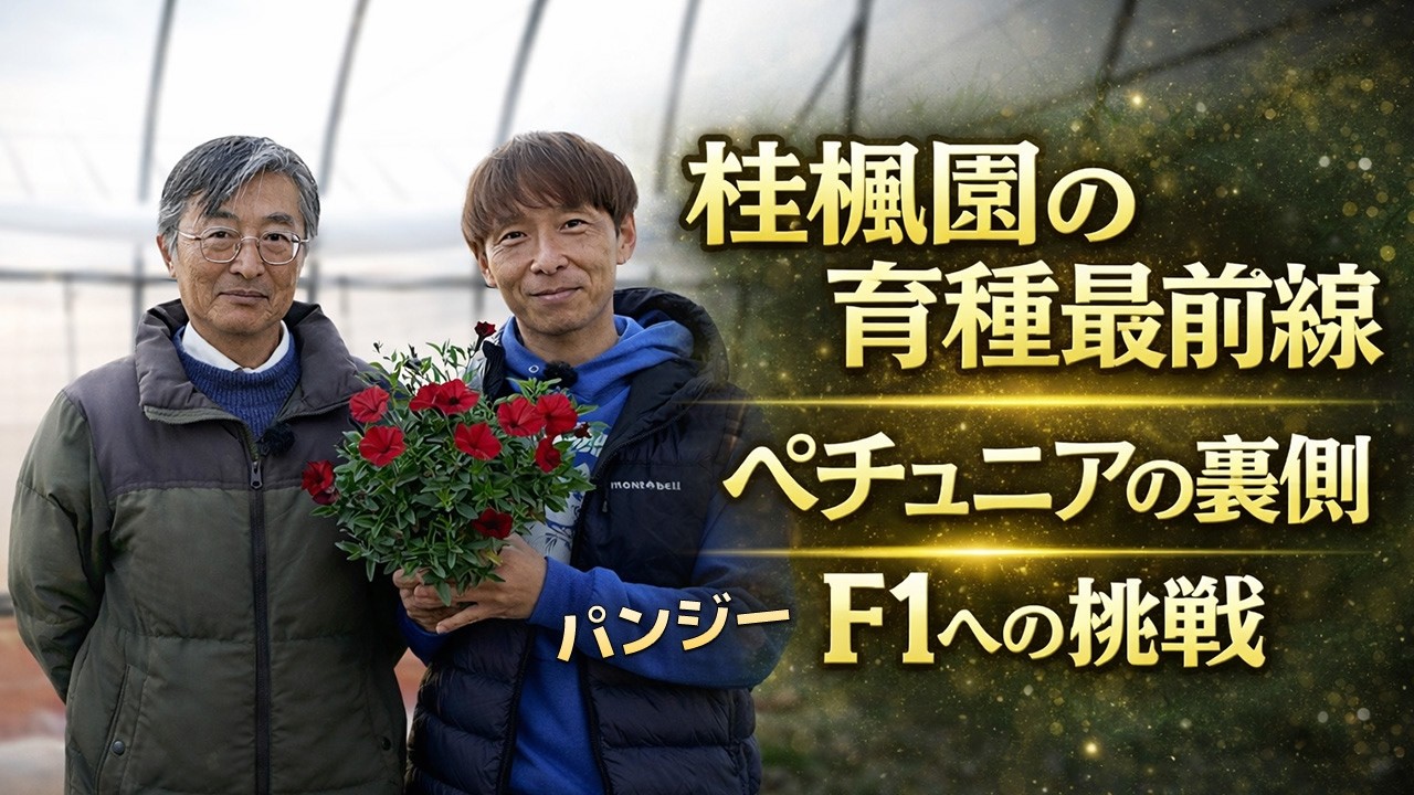 桂楓園の育種最前線！ペチュニアの裏側とパンジーF1品種への挑戦【ハイポネックス】【リキダス】