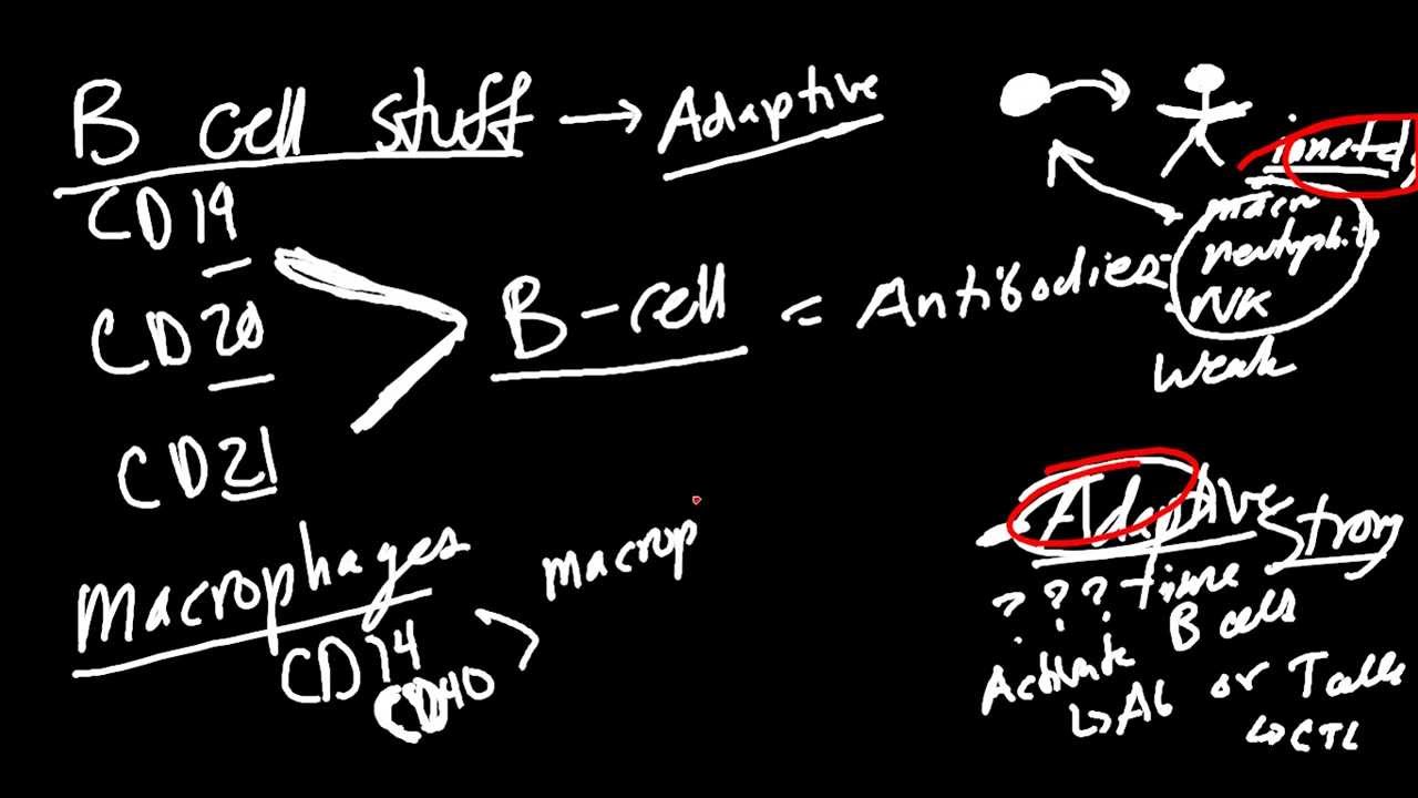 Cell surface markers: CD3, CD4, CD8, CD19, CD28, CD16, CD56