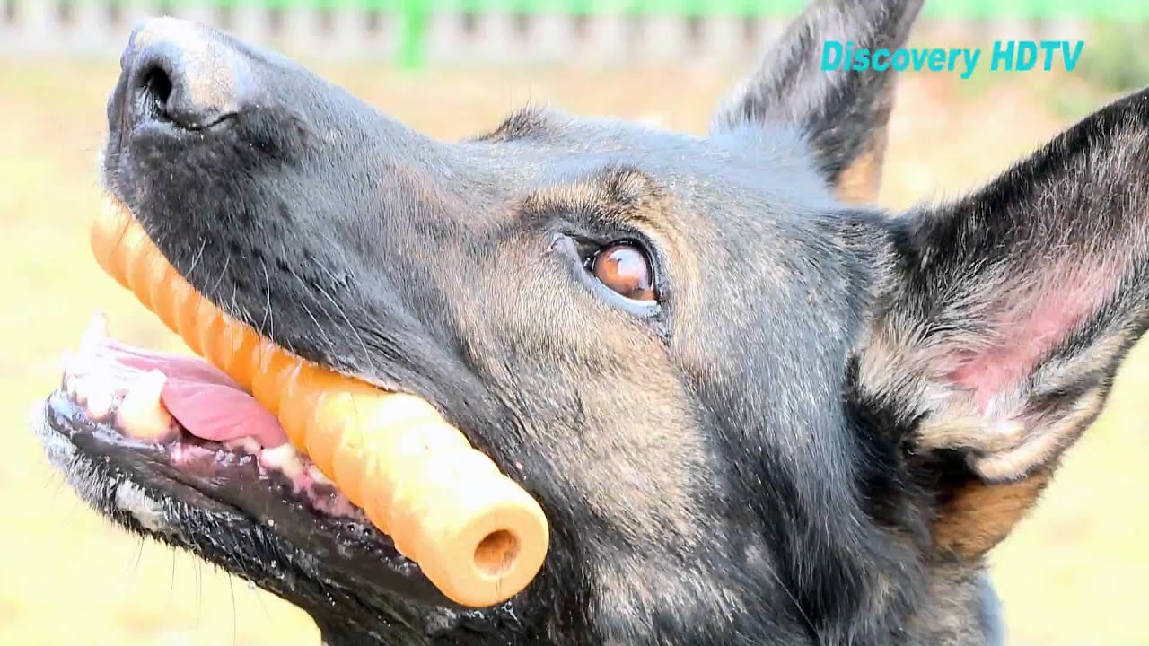 Hunde Osteopathie Teil 2