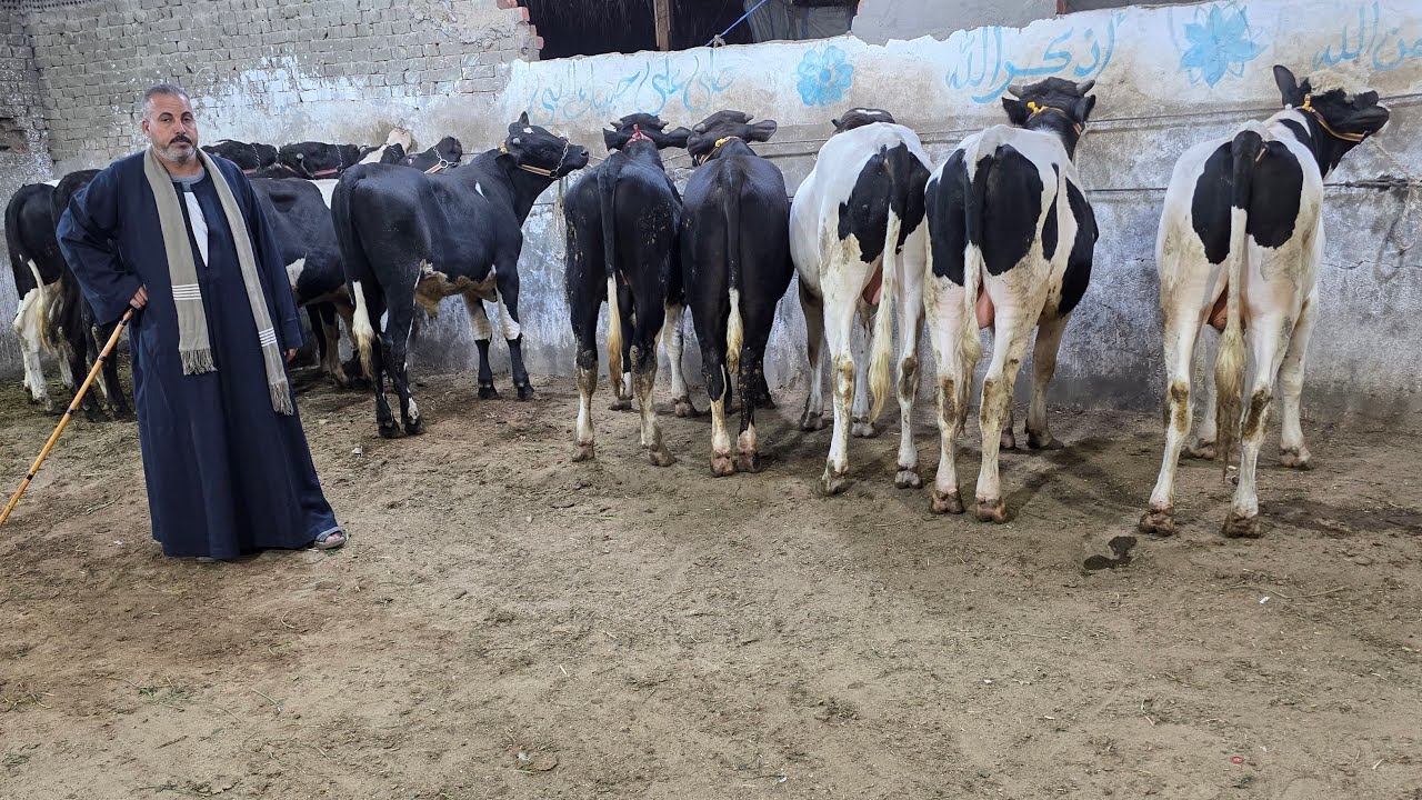 ما تلفش وتحتار رجعنلكم النهارده بأرخص الأسعار عجول العيد الكبير سلالات من الفواخر وشوف بنفسك