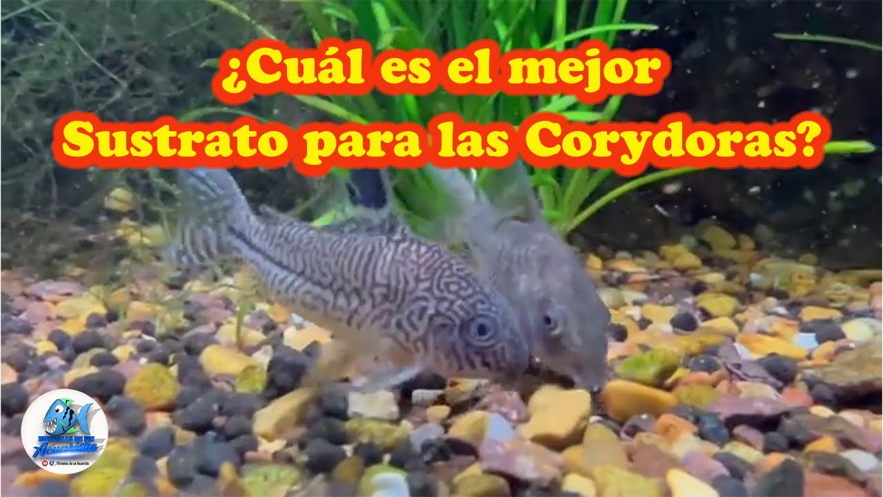 SUSTRATO PARA LAS CORYDORAS