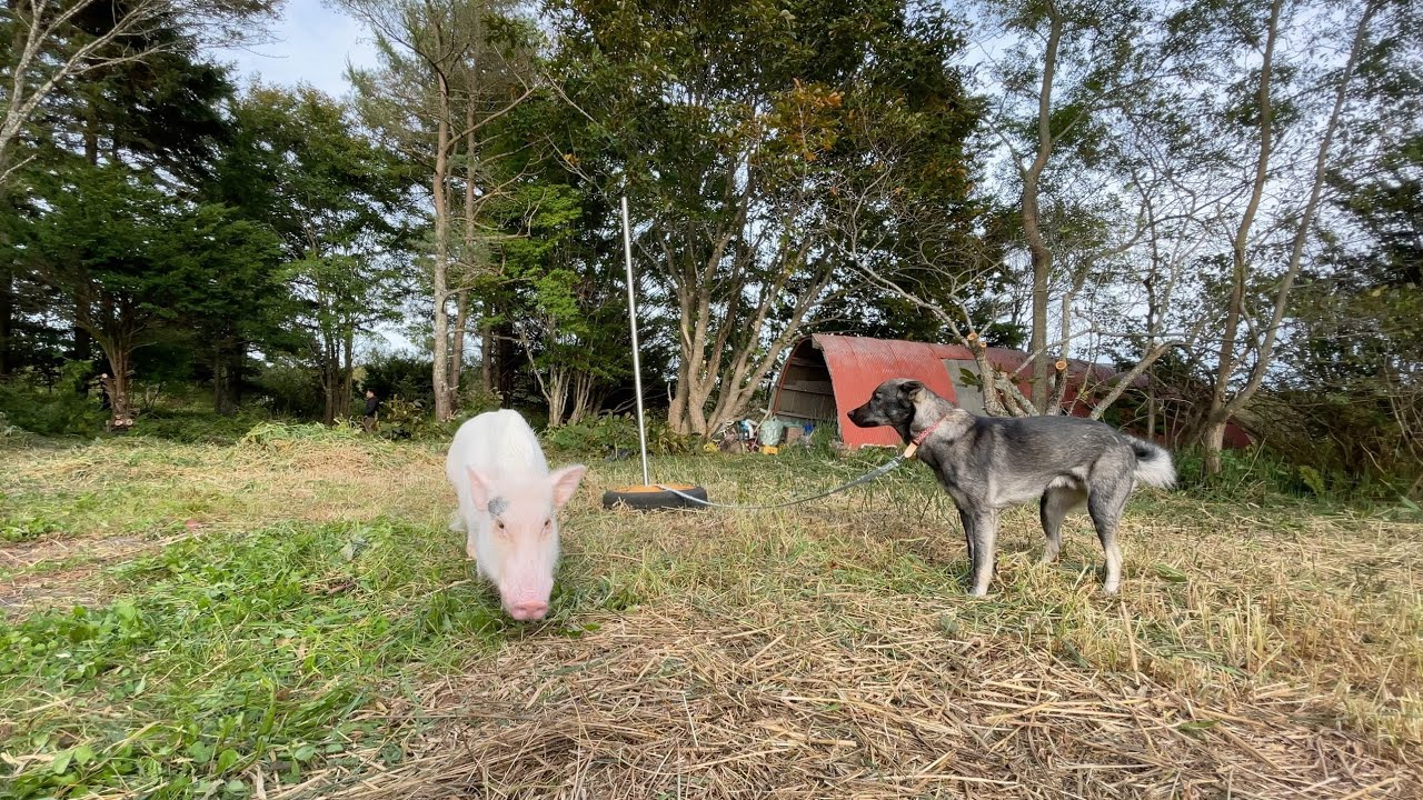 約100坪！？大自然すぎる豚と犬の遊び場を一から作ります