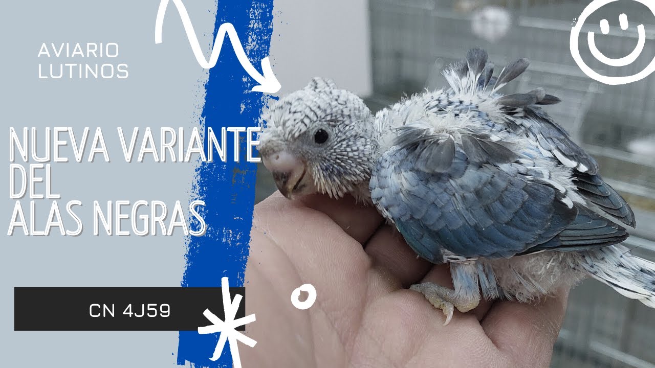 NUEVA 