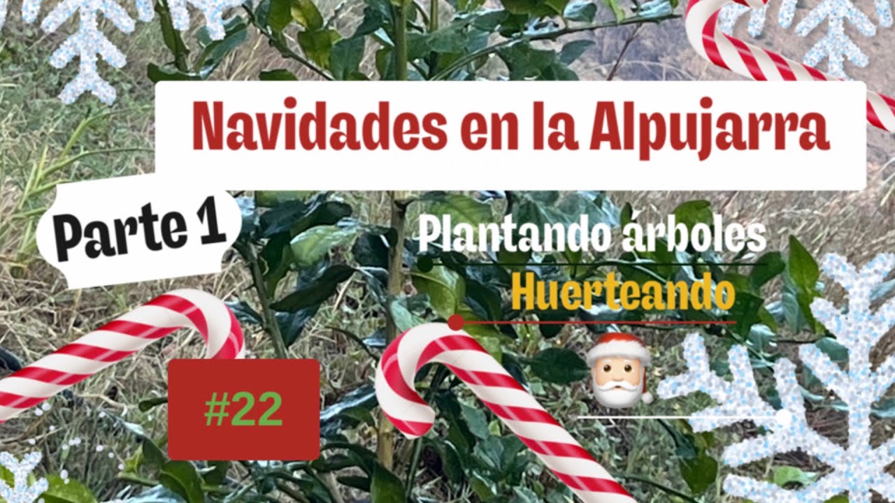 #22 | Navidades'22 | Nosotros👬 NO MONTAMOS EL ÁRBOL, nosotros PLANTAMOS ÁRBOLES 🌲🌲🌲
