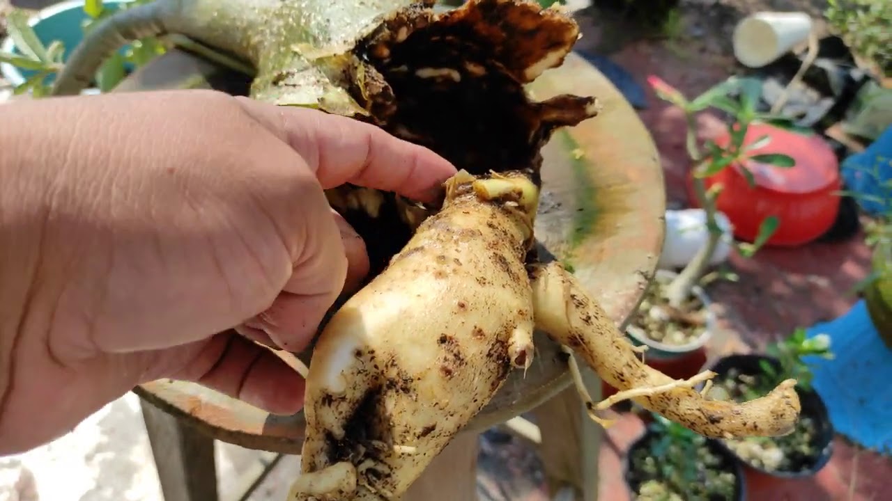 podredumbre en adenium sin síntomas en la planta parte 2