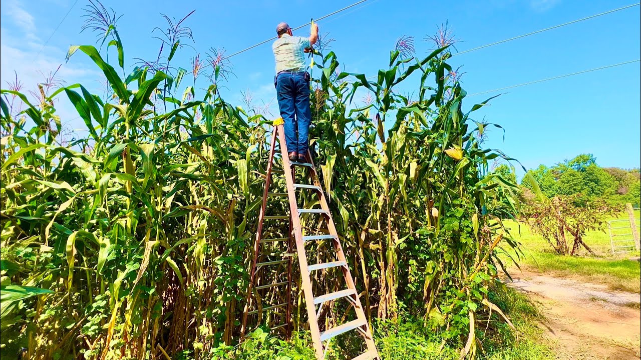 How tall without fertilizer?!