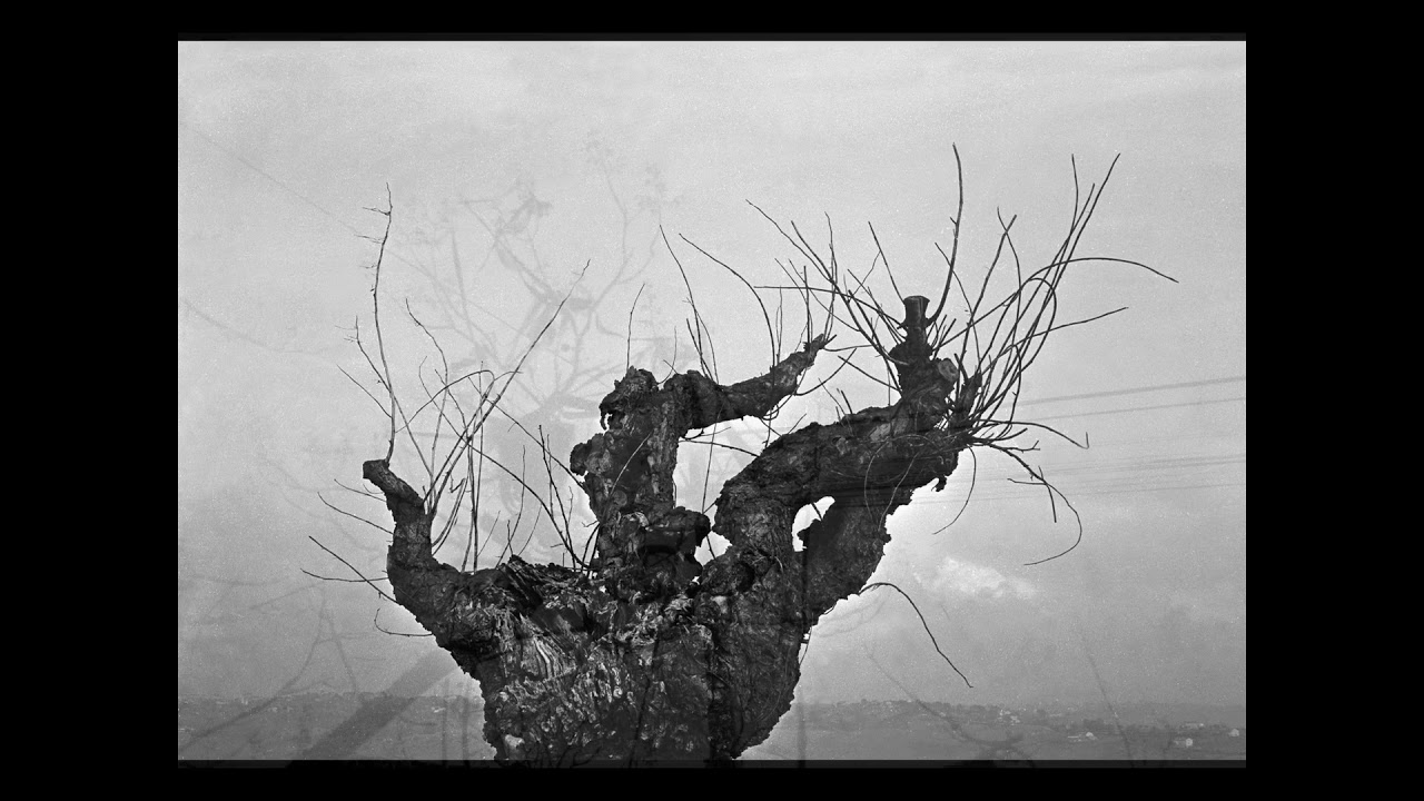 alberi