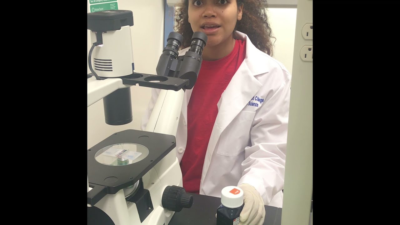Protoplast Isolation from Arabidopsis Tape Method