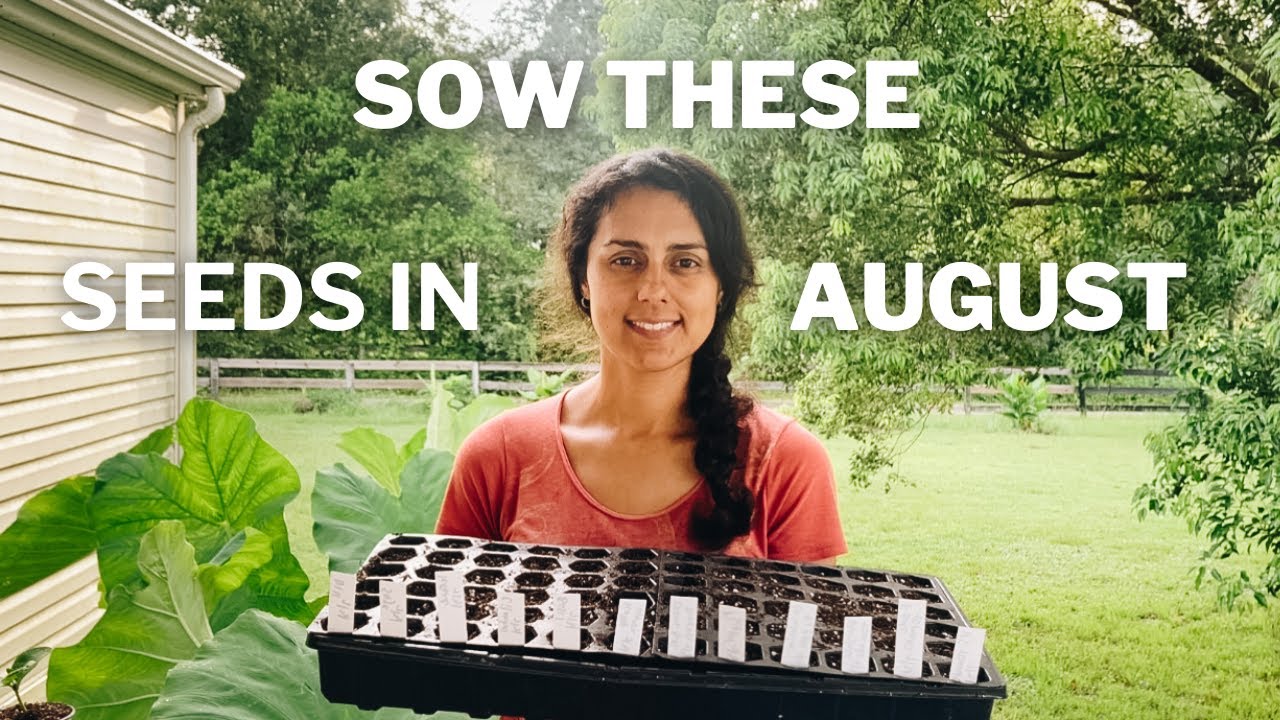 What to Plant in August Zone 9 | Florida garden