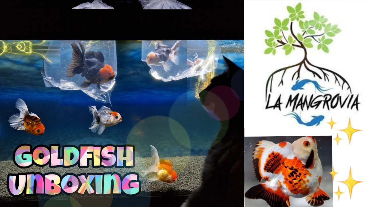 Compro nuovi ORANDA dalla Mangrovia. unboxing pesci rossi #acquario #pescirossi #pesci