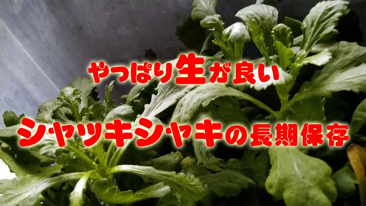 葉物野菜の長期保存