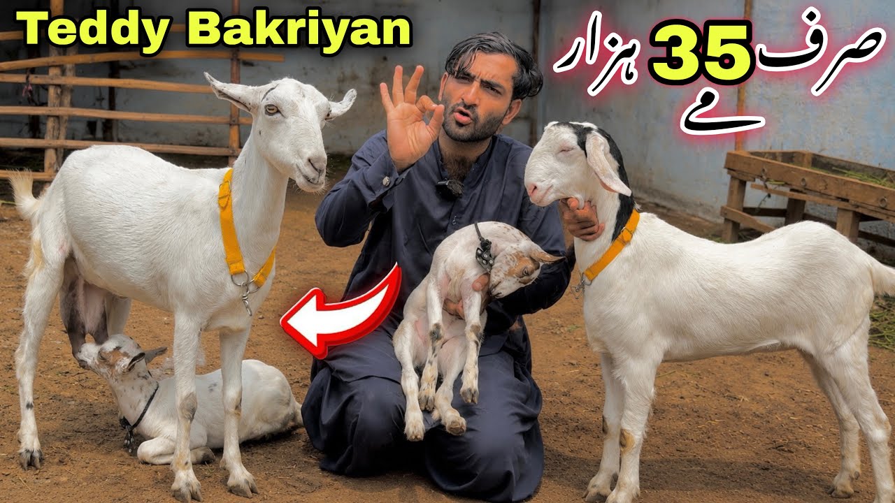 🍀 Lalukhet Bakra Mandi & Orangi Town Bakra Mandi Se Sasti ❤️ | Asad Goat Farm