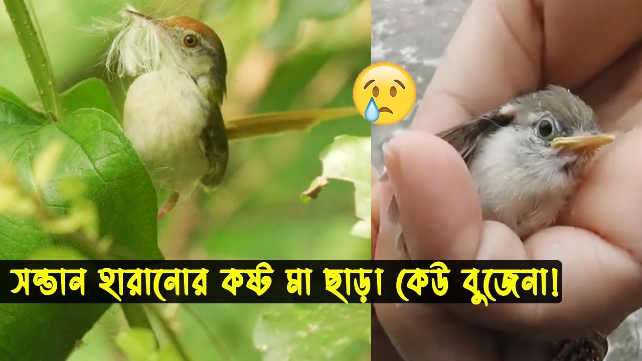 টুনটুনি পাখির জীবন কাহিনী | Bird Story-78 | The life story of Common Tailorbird | THE LIFE OF NATURE