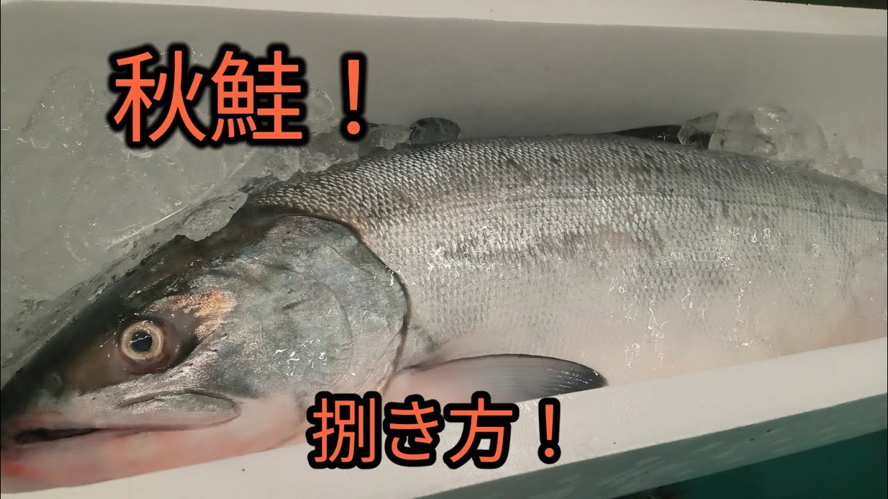 秋鮭捌き方！