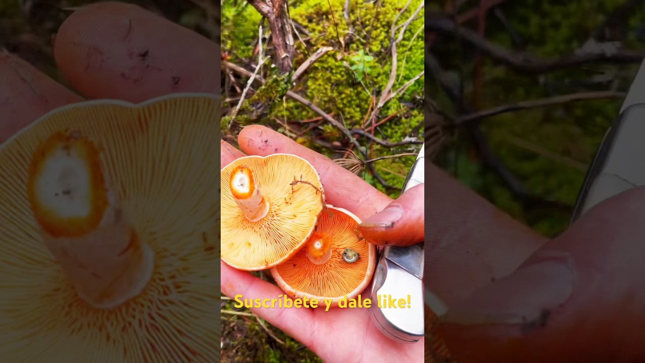 Primera salida de niscalos del 2024. Brotada espectacular #robellones #niscalos  #boletus #setas