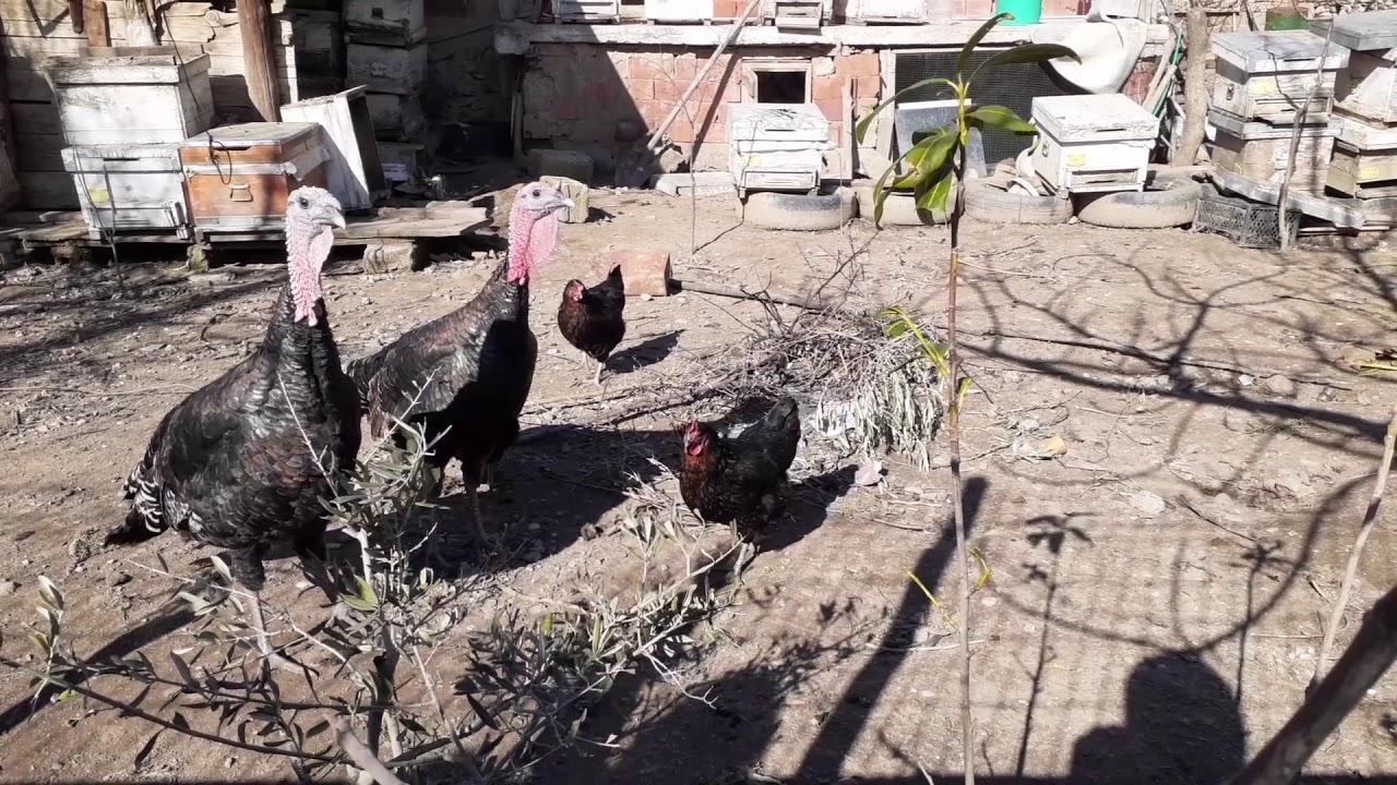 GeziYorum/Kılavuzlar-Demirci