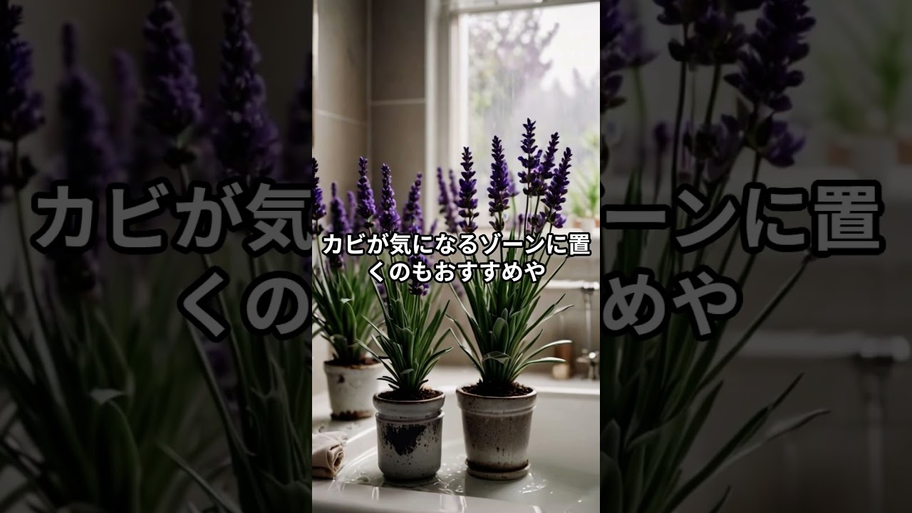 【部屋がカビっぽい？】湿気と虫をWで対策する観葉植物5選｜置くだけ快適ライフ！ #観葉植物 #ライフハック #プチ知識