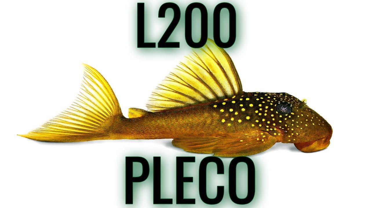 L200 Green Phantom Pleco | Awesome Plecos