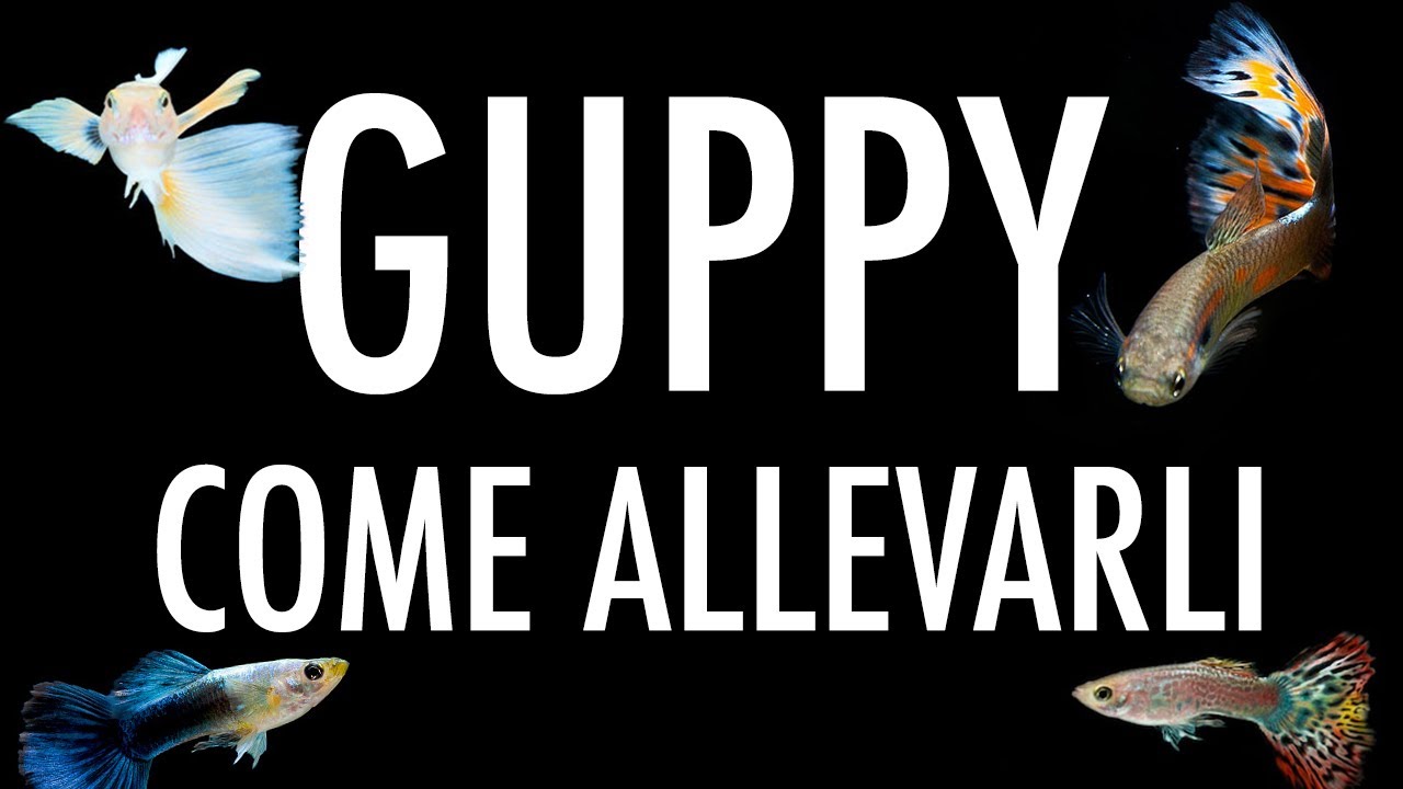 Guppy: come allevarli