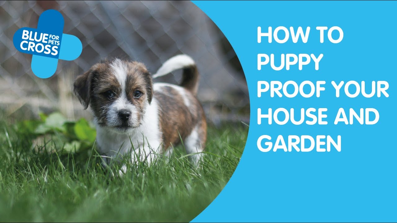 How to Puppy Proof Your Home | Blue Cross
