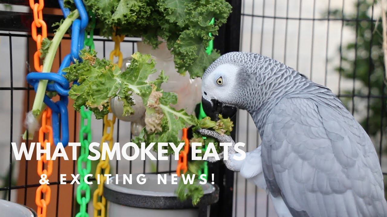 What Smokey Eats & More