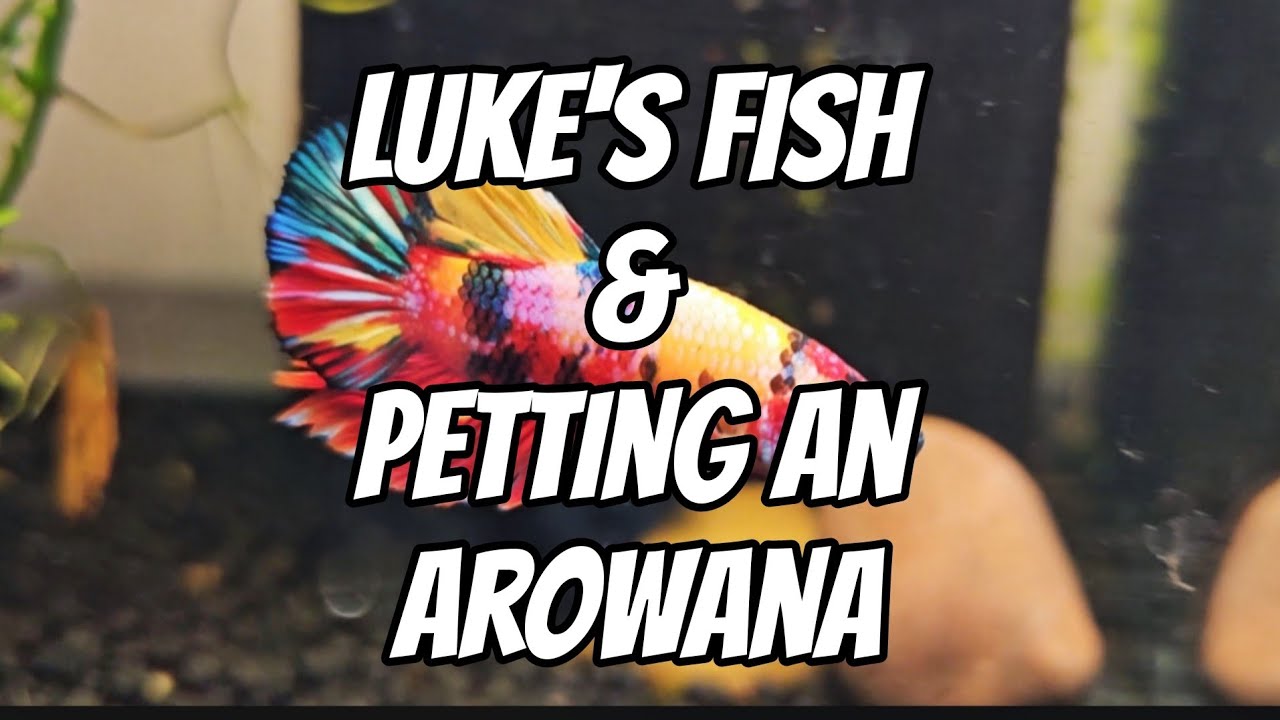 Luke's Fish & Petting an Arowana