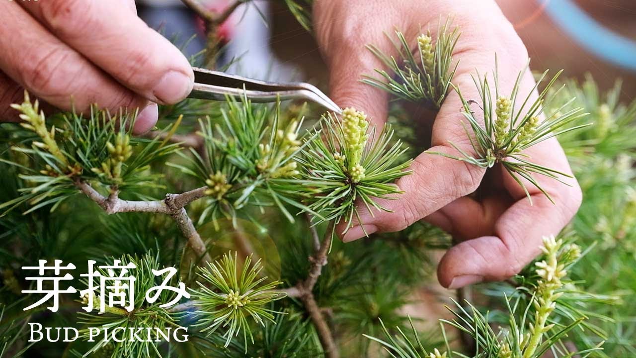 【五葉松・赤松】松の芽摘みを教えてもらいました。【盆栽Q】