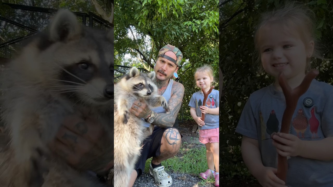 🦝 Строим качели для нашего питомца енота вместе с моей 3-летней дочерью 🤍 #мило #енот