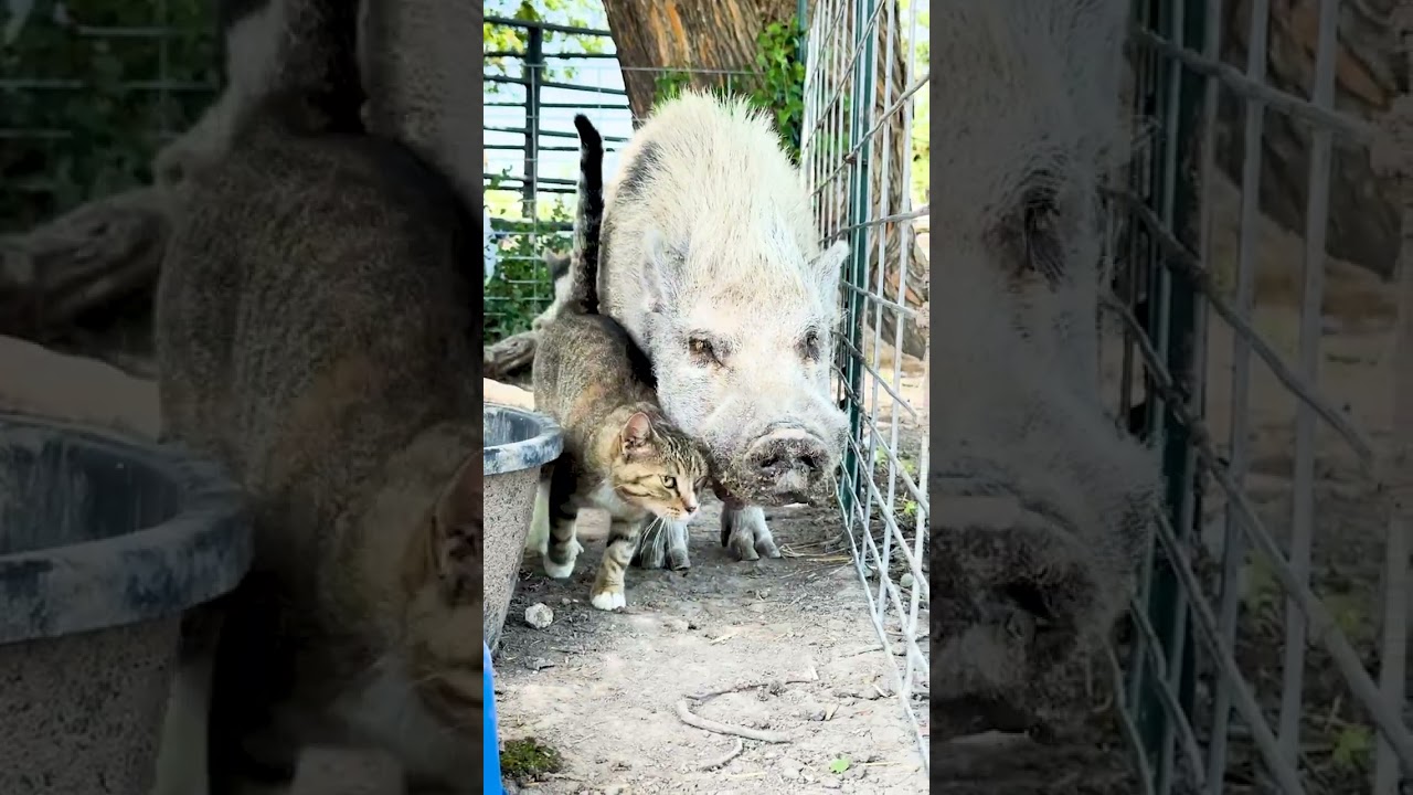 Fiona&rsquo;s Story | A Flood, a Pig, and One Last Hope