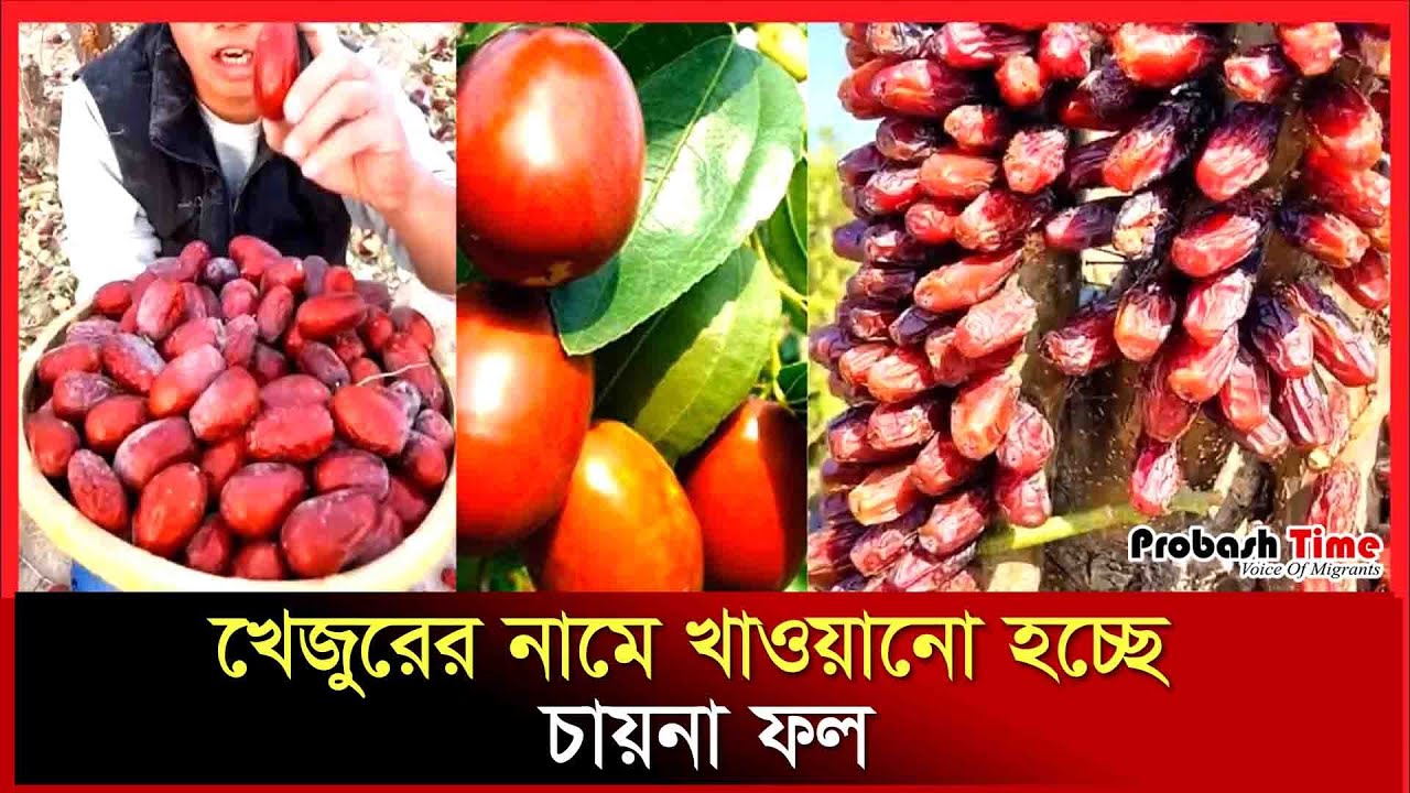 খেজুরের নামে খাওয়ানো হচ্ছে চায়না ফল | Chaina dates | adulterated dates | Probash Time