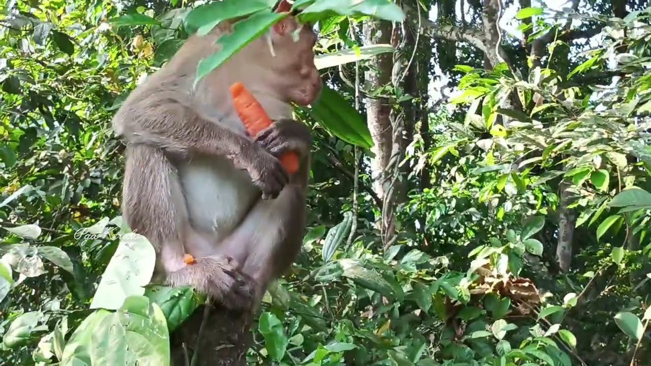 Their happiness is my happiness. Monkey. Macaca. Macaque. Bandar. Banara. Monyet. Primates. Conkhi 