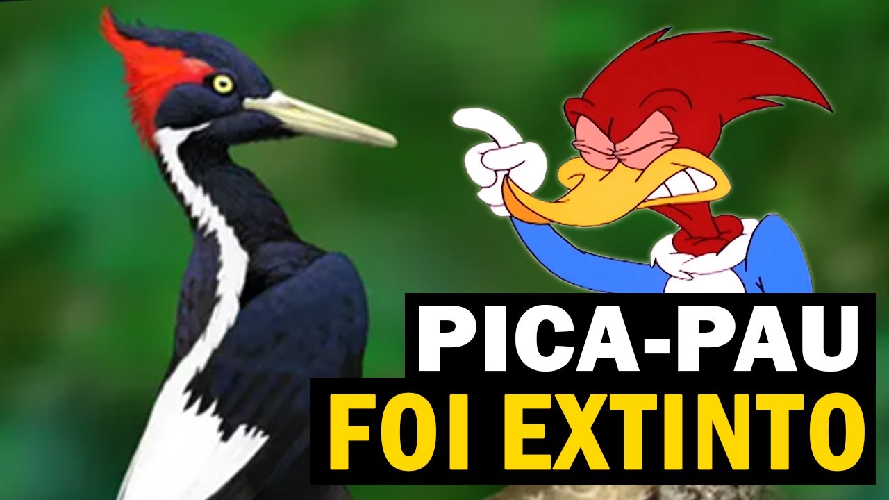 PICA-PAU QUE FOI EXTINTO nos EUA (Pica-pau-bico-de-marfim) e AVES EXTINTAS NO BRASIL