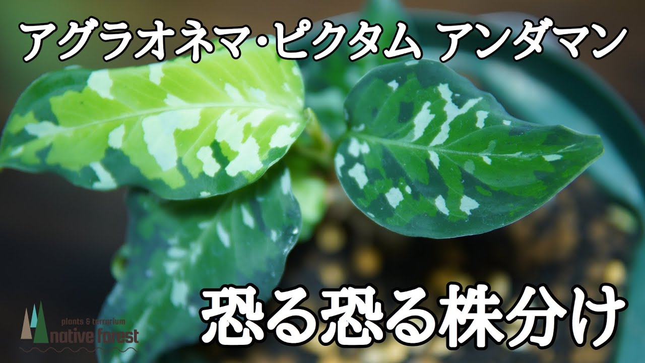 [ 熱帯植物 ] アグラオネマ・ピクタム アンダマン諸島産 恐る恐る株分けをする様子