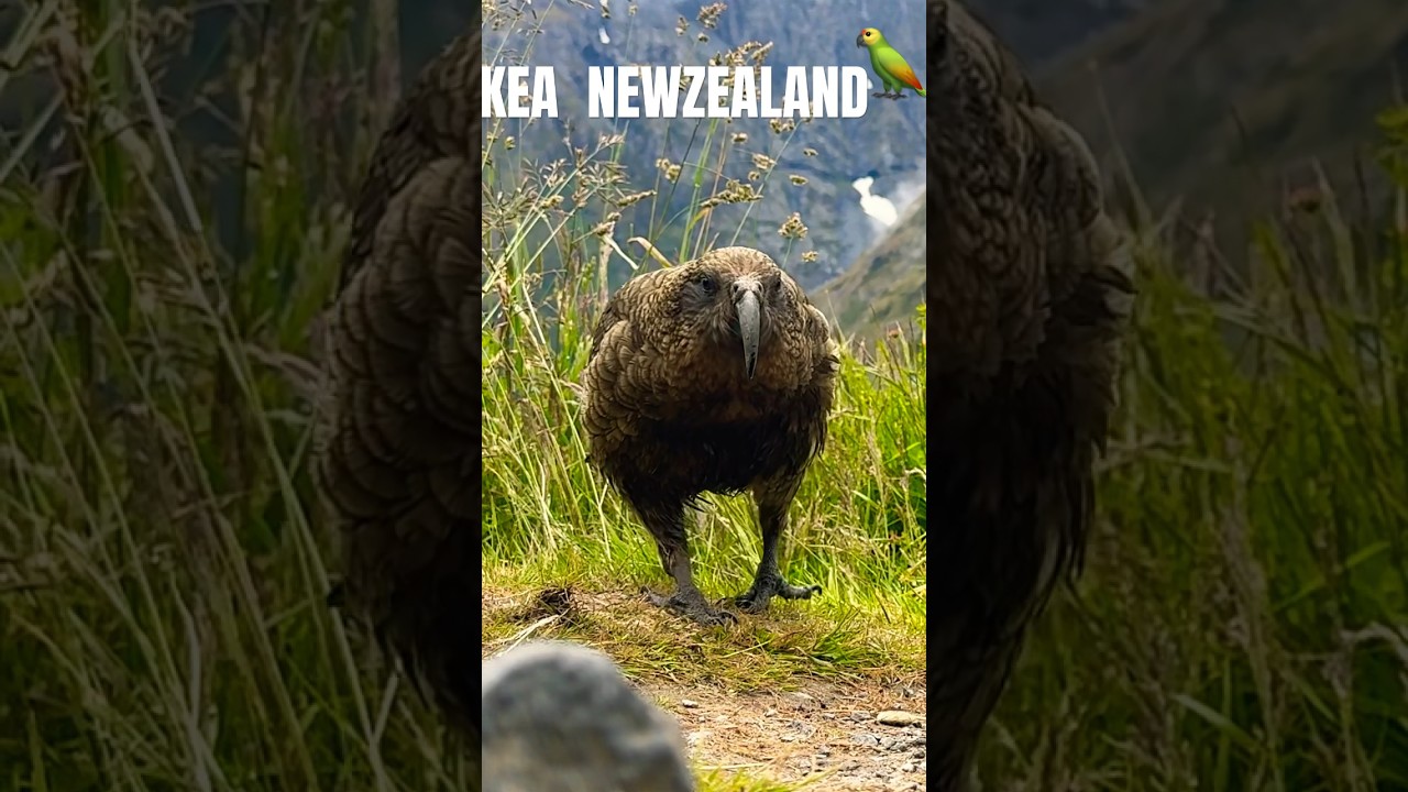 Neuseeland Keas . Frei lebende Papageien in Neuseeland