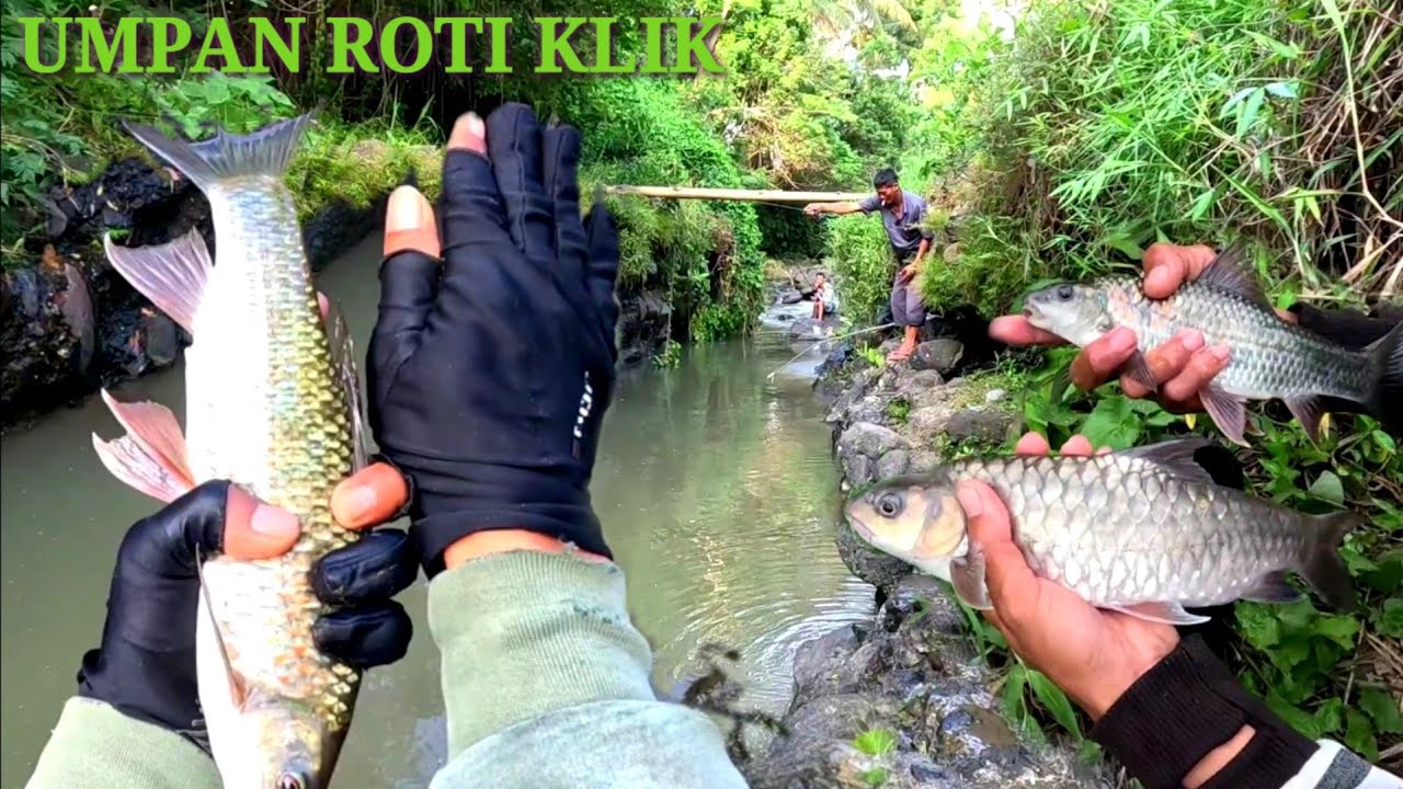 Ini Lo Mas Spot Terdalam Sungai Bolong ‼️ Ikanya Besar2 ‼️ Mancing Nilem Babon Gemoy #mancingmelem