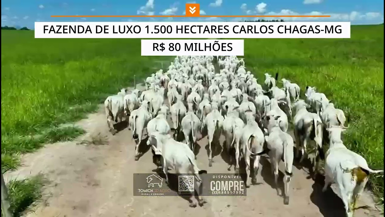 EXCELENTE FAZENDA DE LUXO 1.500 HECTARES CARLOS CHAGAS-MG R$ 80 MILHÕES #fazenda #agro #luxo #minas