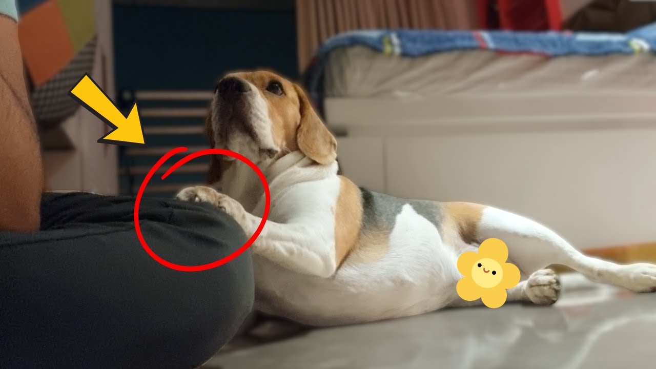 Почему бигли ставят лапу на вас?