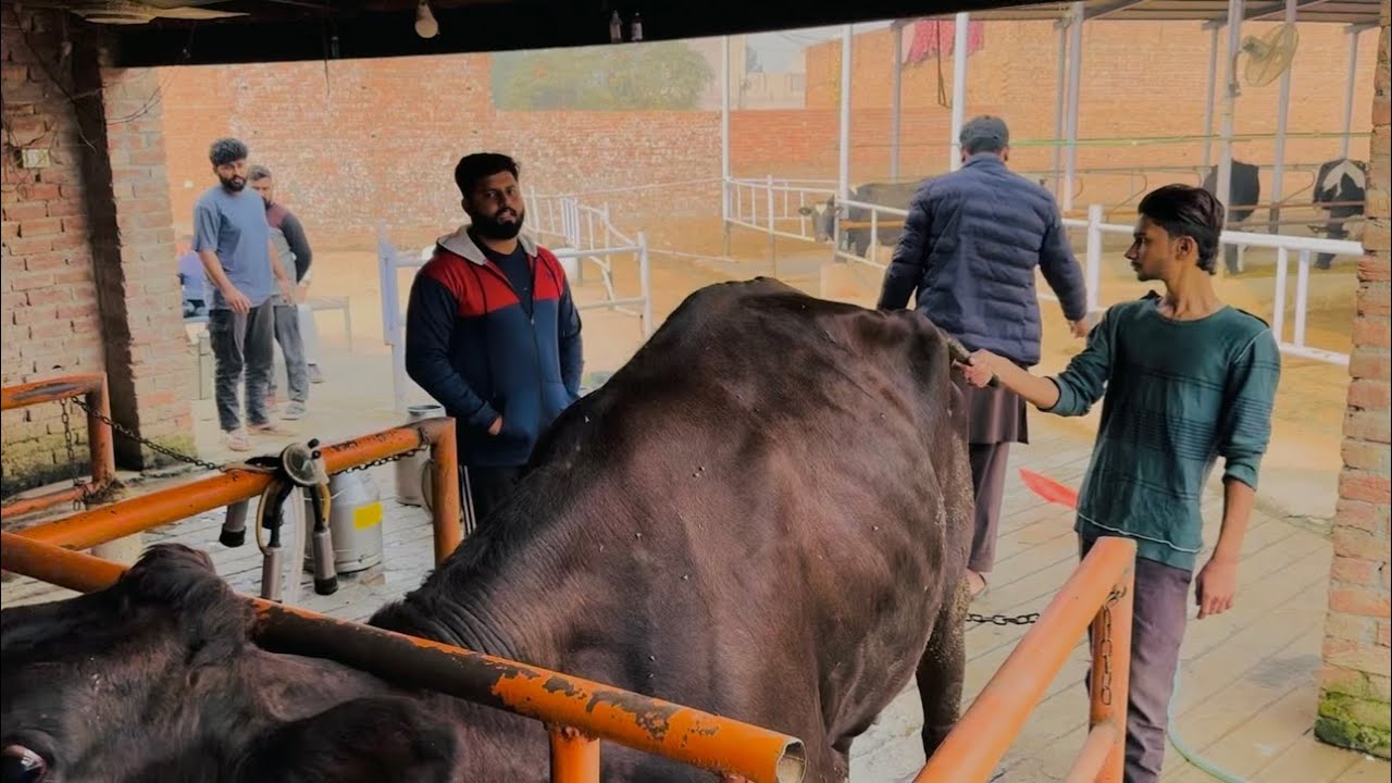 Cow ki new baby ki taiyari 🐄❤️